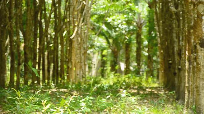 平移: 泰国南部成熟的橡胶树花园