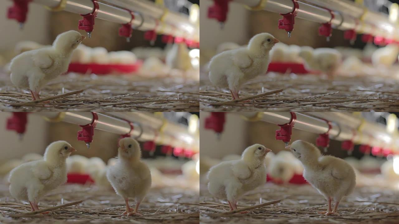小鸡喝水雏鸡饲养禽类
