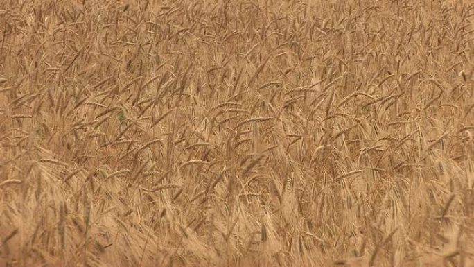 小麦穗高清金色地毯