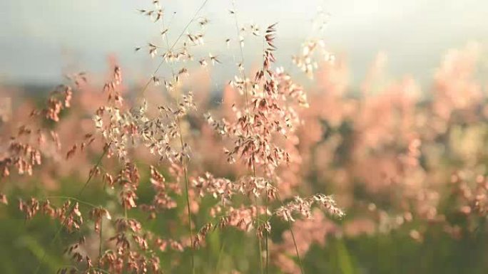 禾本科草花在风中挥舞的夏季场景非常晴朗