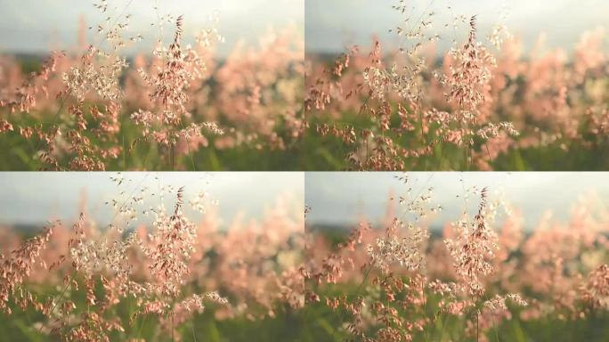 禾本科草花在风中挥舞的夏季场景非常晴朗