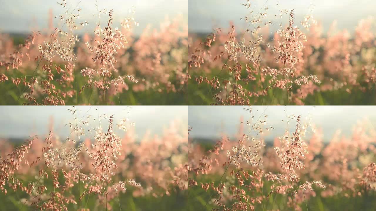 禾本科草花在风中挥舞的夏季场景非常晴朗