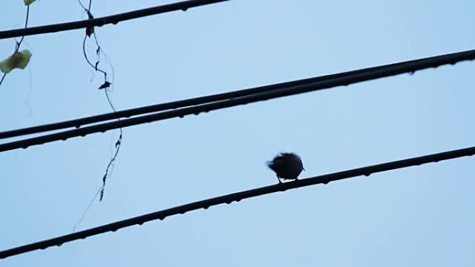 下雨后电线上的鸟