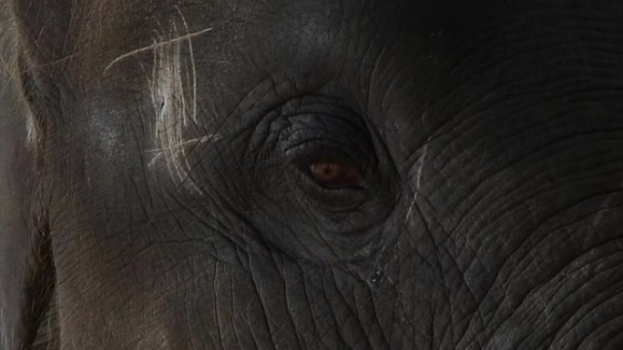 小象眼-特写非洲象眼睛黑象