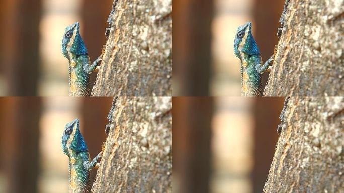 彩色蜥蜴蜥蜴特写蓝色蜥蜴变色龙
