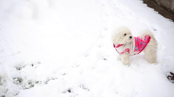 狗在雪地里玩耍狗在雪地里玩耍