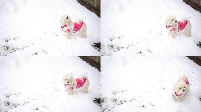 狗在雪地里玩耍狗在雪地里玩耍