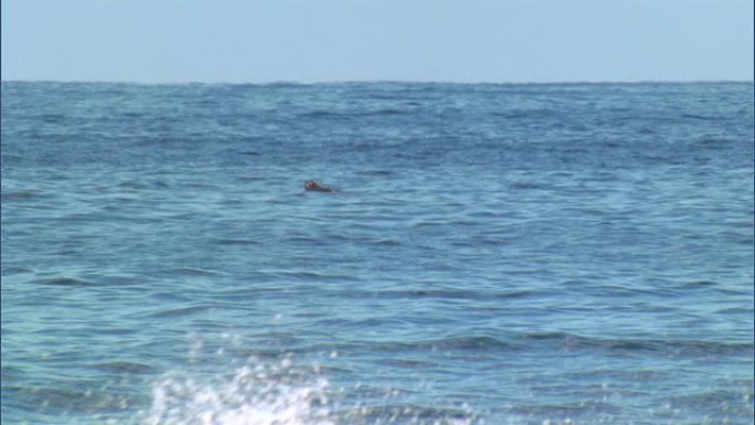 鲸鱼表面处理大海海水鲸鱼游泳