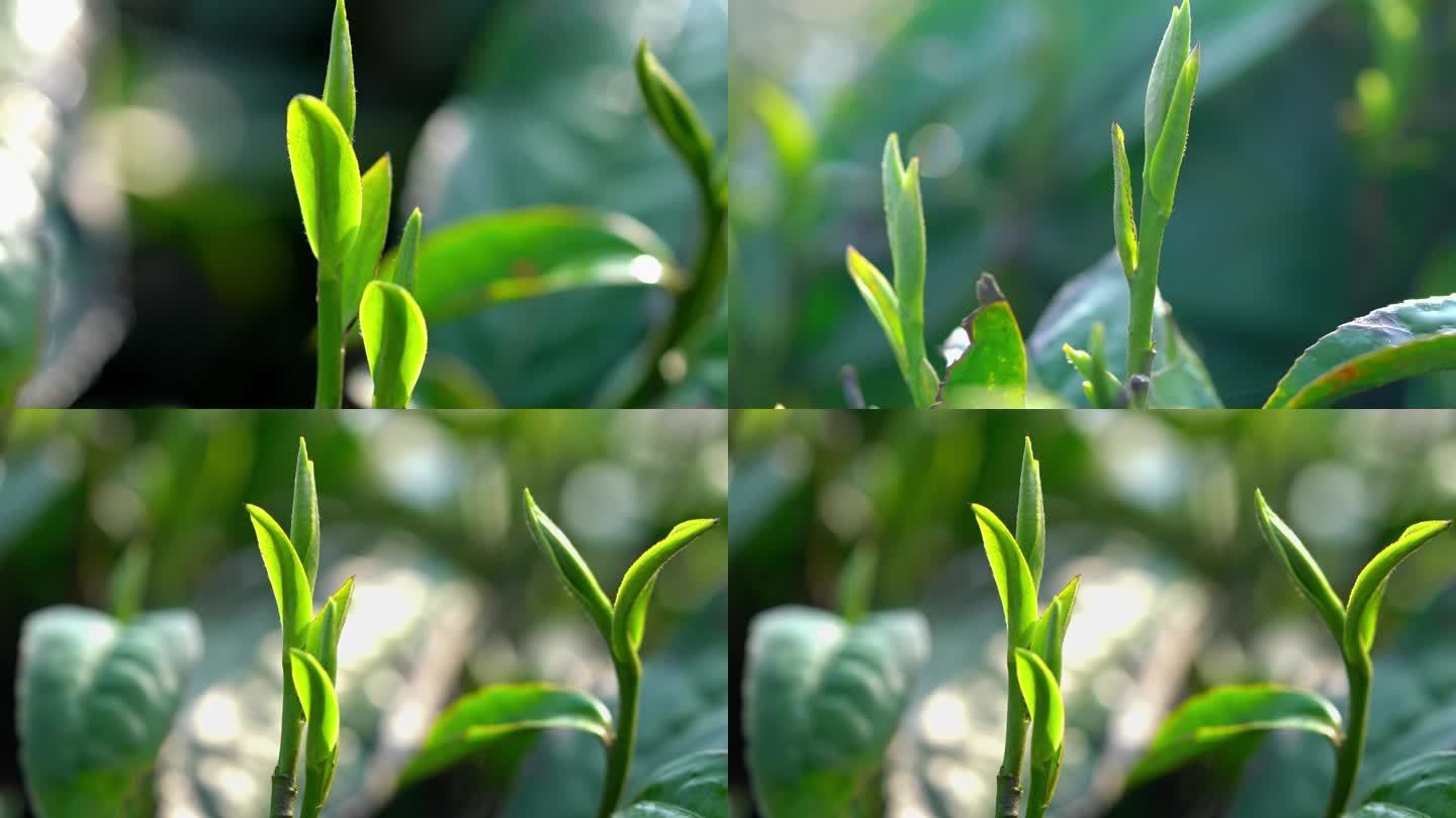 茶叶素材春茶芽头采茶