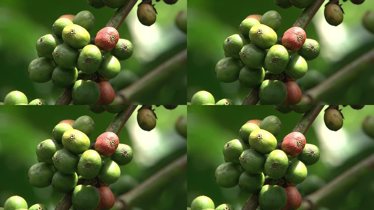 巴西的公平贸易咖啡种植园