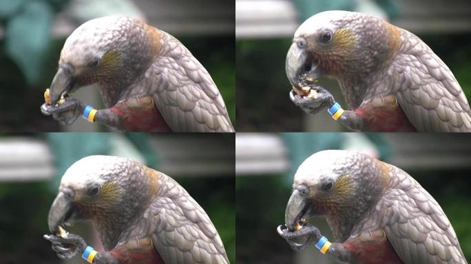 吃卡卡野生动物保护生物脚环