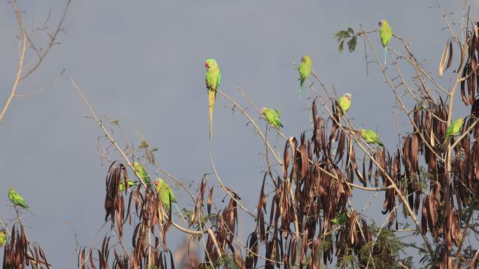 野生红领绿鹦鹉和花头鹦鹉在一起