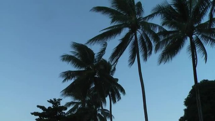 黄昏时分的棕榈树热带植物椰树