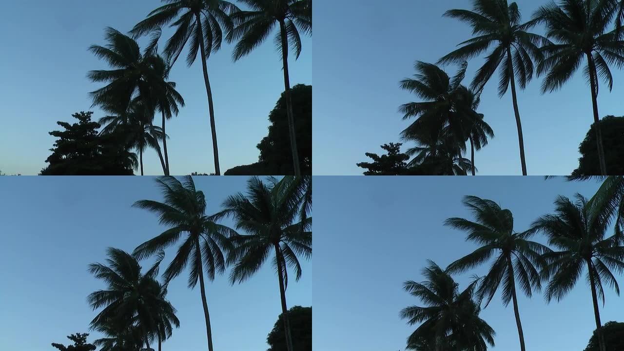 黄昏时分的棕榈树热带植物椰树