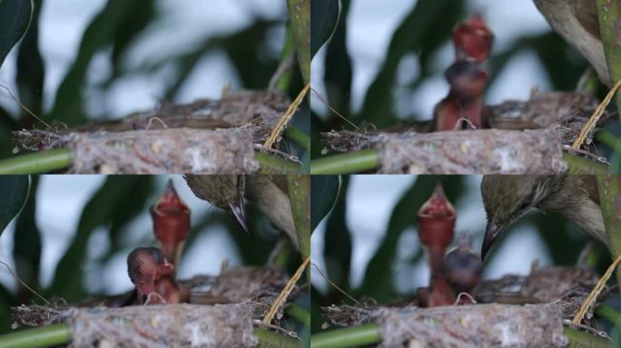 鸟妈妈给新生儿喂食