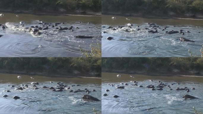 河马河塘水塘湿地栖息地动物大迁徙