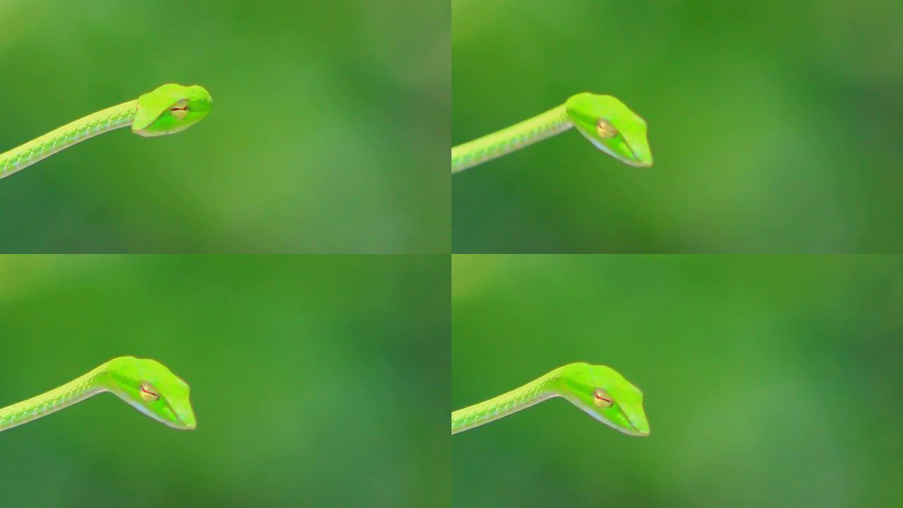 绿树蛇