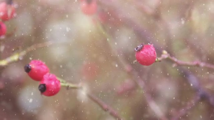 高清：玫瑰果玫瑰果下雨雪花