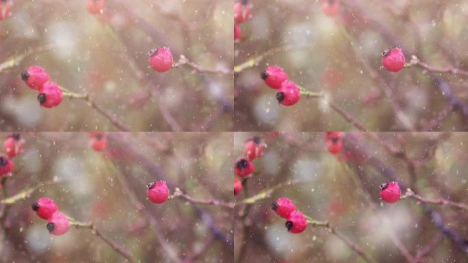 高清：玫瑰果玫瑰果下雨雪花