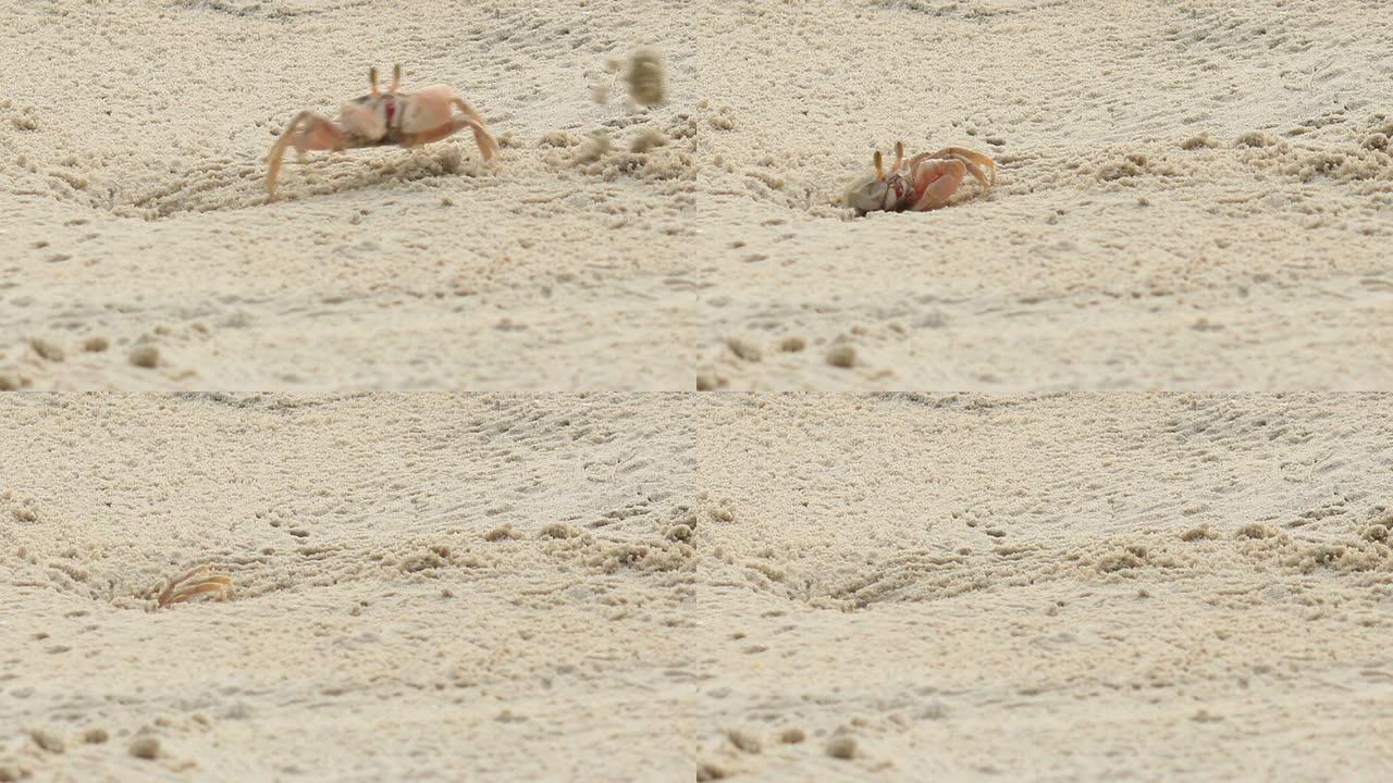 螃蟹工作; 热带海滩上的螃蟹挖洞