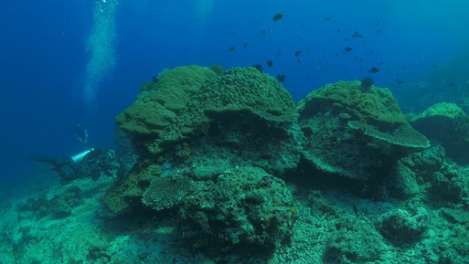 大而健康的叶珊瑚 (Porites lobata，造礁珊瑚) 海底