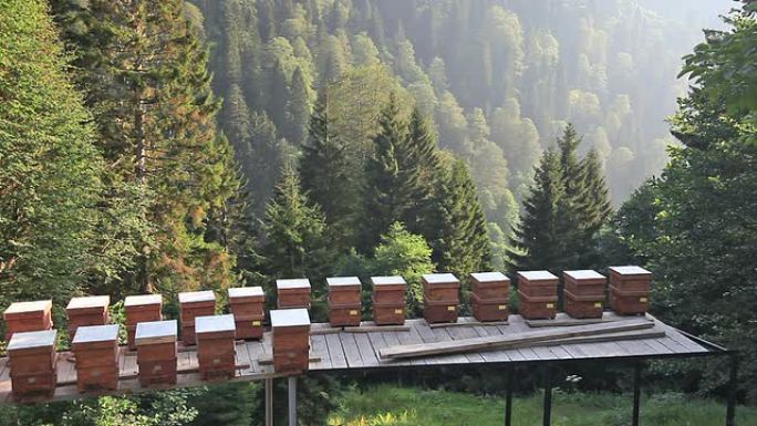 高清：活动蜂巢