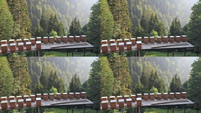 高清：活动蜂巢