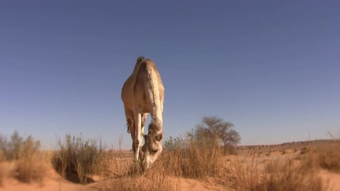以沙漠草地为食的骆驼