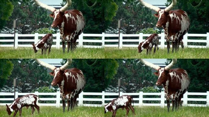 瓦图西长角牛牛吃草自然景色