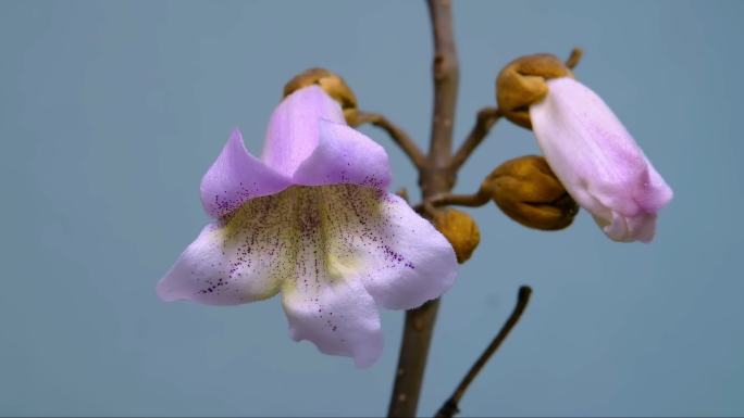 泡桐花 紫花泡桐花 开花 延时 摄影