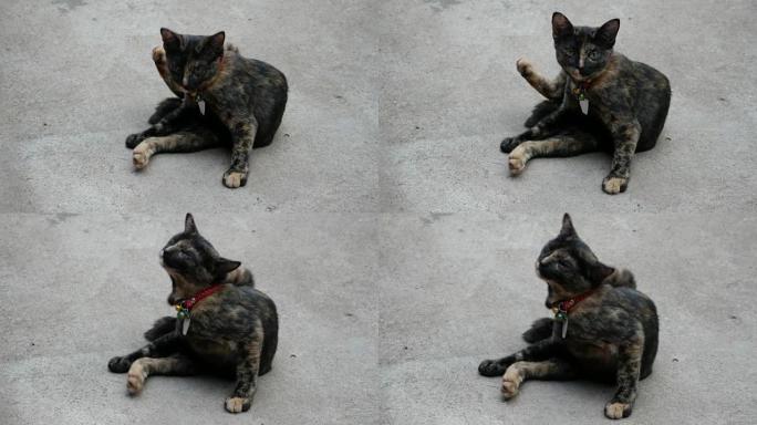 条纹小猫舔和清洁