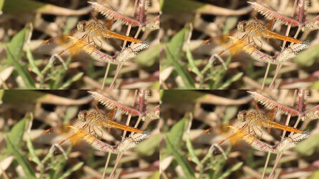 特写龙飞龙飞蜻蜓