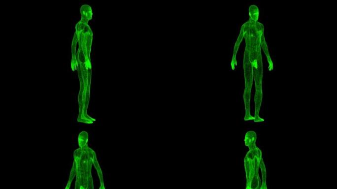 研究用人体人体医学动画Hud人体结构旋转