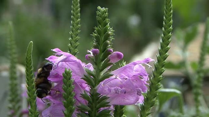 紫色的花朵和蜜蜂蜜蜂花朵