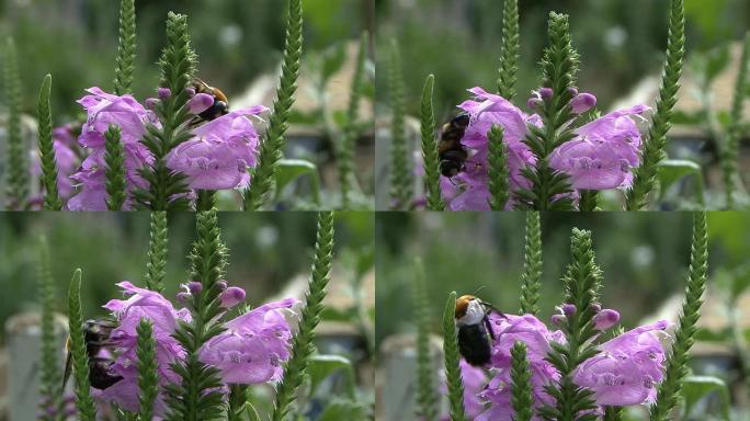 紫色的花朵和蜜蜂蜜蜂花朵