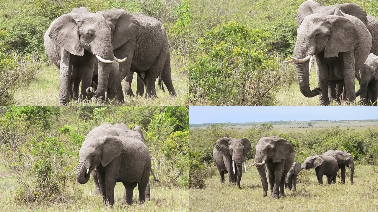 大象家族野像