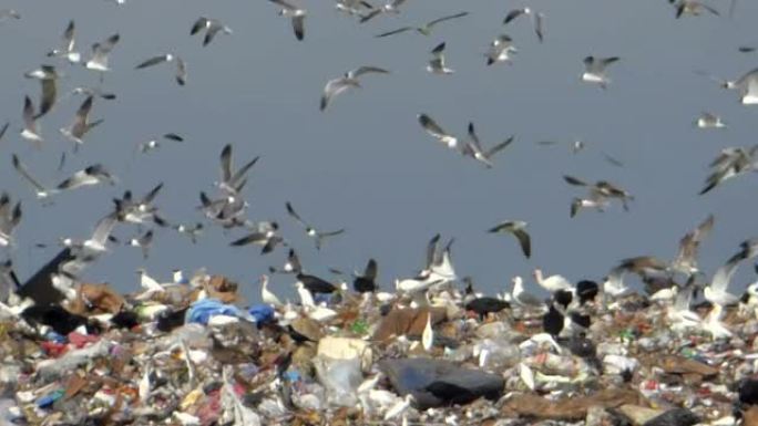 鸟儿在垃圾填埋场上蜂拥而至