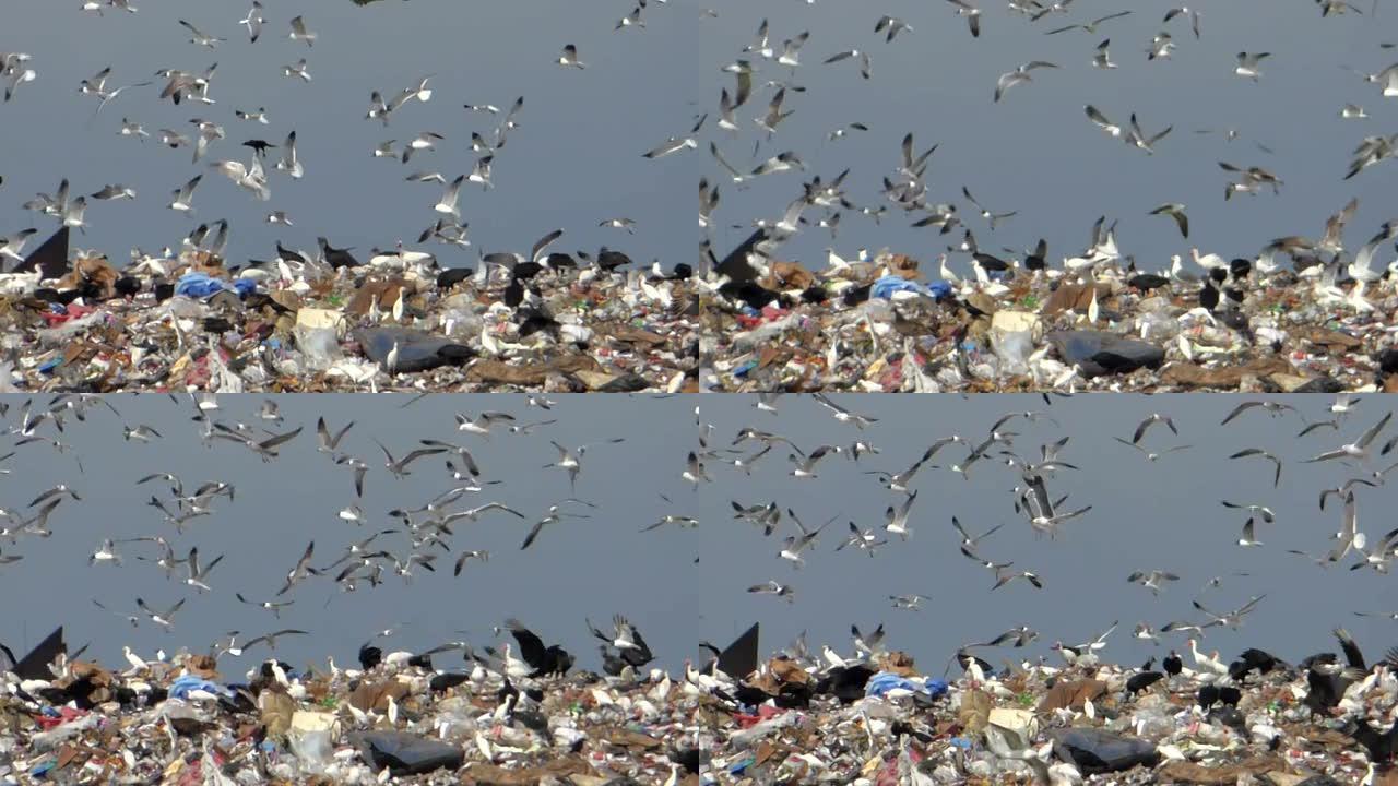 鸟儿在垃圾填埋场上蜂拥而至