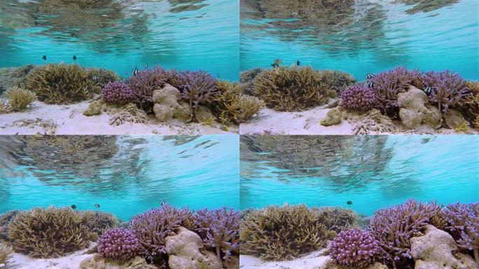 马尔代夫的奇异珊瑚礁和白尾水杨滩