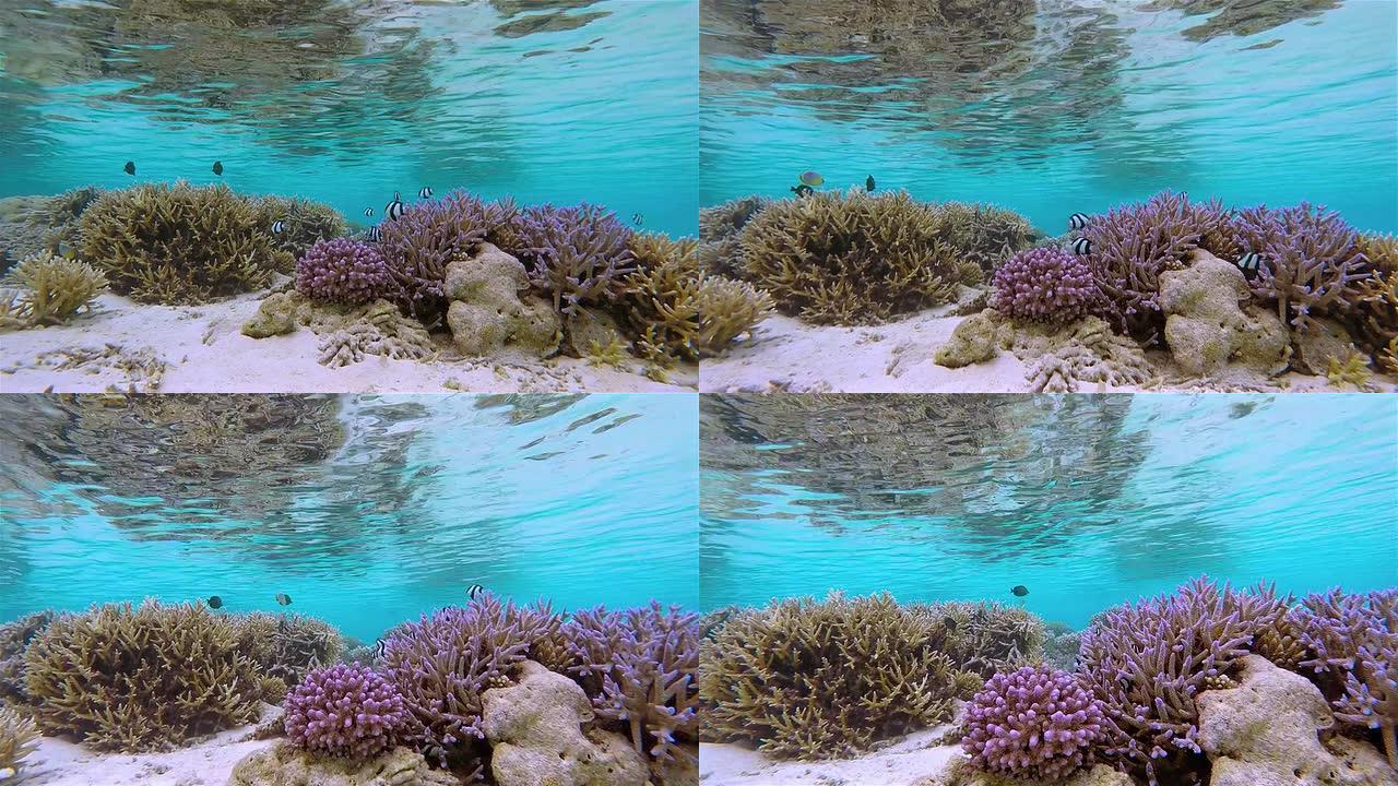 马尔代夫的奇异珊瑚礁和白尾水杨滩