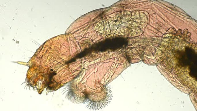 吸血虫生物科普