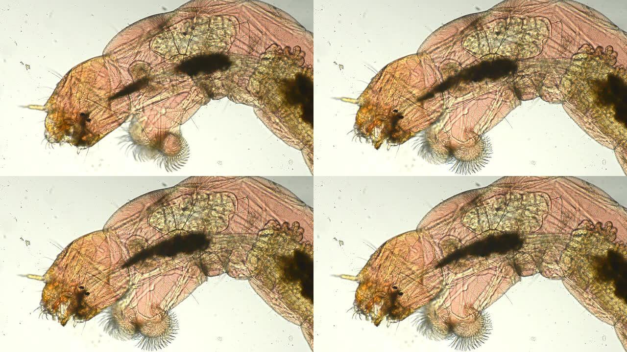 吸血虫生物科普