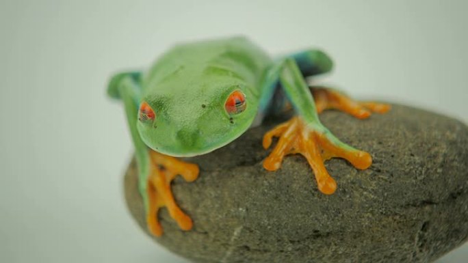 红眼树蛙栖息环境生物多样性生态平衡