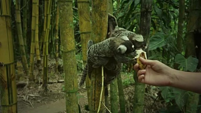 在巴西的丛林中喂养野生狨猴。，。