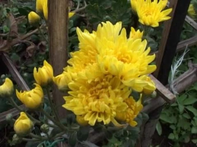 黄色菊花15