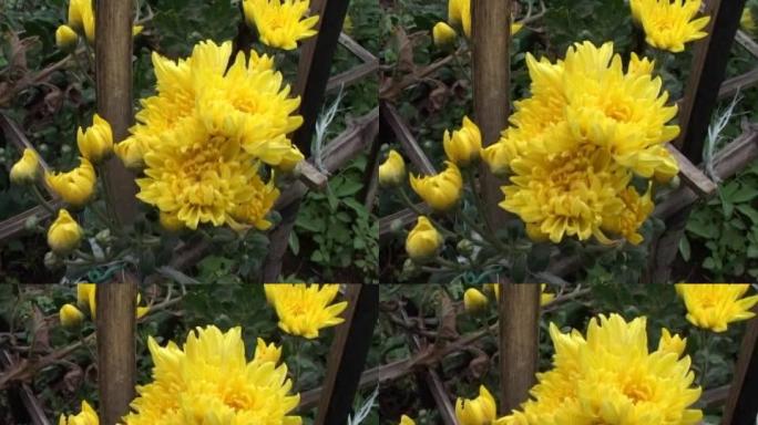 黄色菊花15