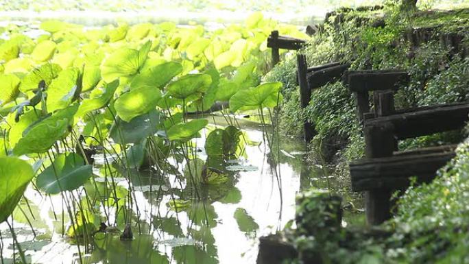 莲花湖莲花湖