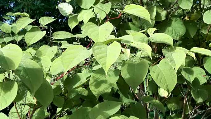 日本虎杖，Fallopia japonica，在苏格兰农村