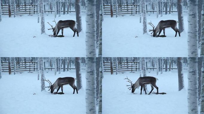 驯鹿雪中麋鹿