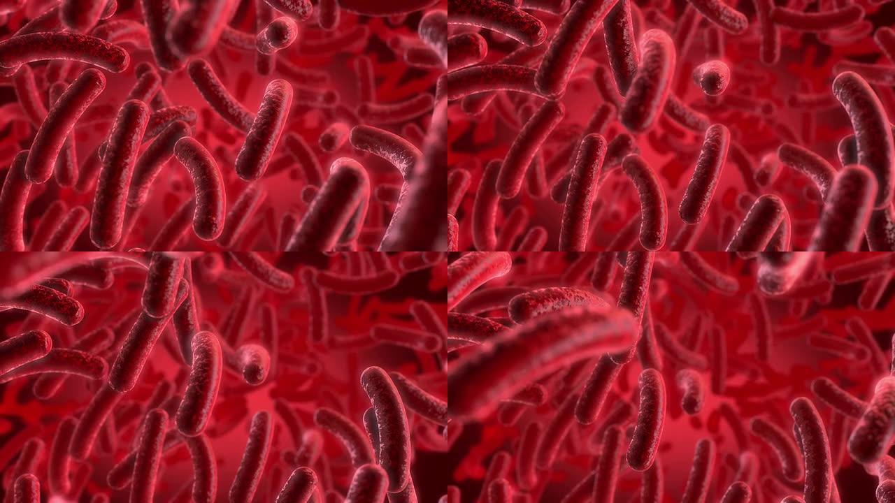 红色细菌